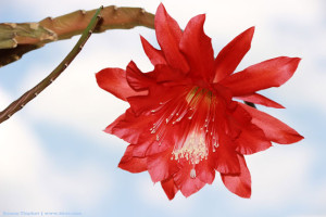 Эпифиллум на фоне неба