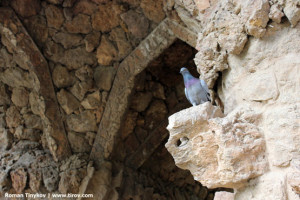Голубь высматривает, где подкармливают