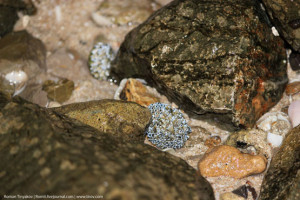 Возвращение живого и невредимого