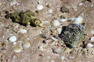 Камень мумия