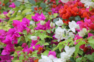 Белая, розовая и красная бугенвиллия Персидского залива