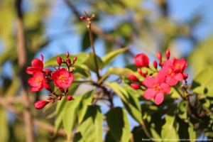 Красные цветы Персидского залива