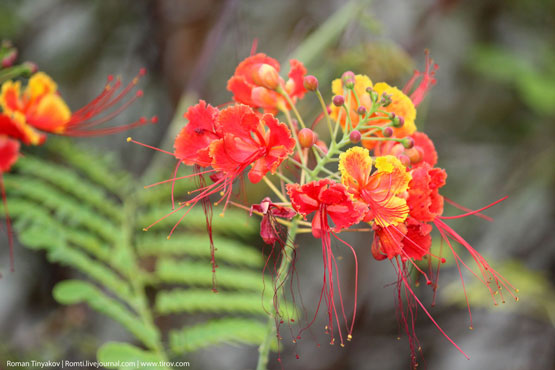 Интересные красные цветы на побережье Персидского залива