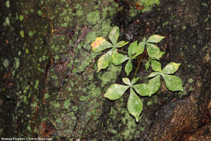 Листья каштана