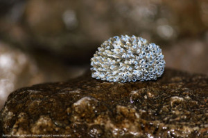 Живой камень на поверхности