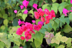 Розовая бугенвиллия