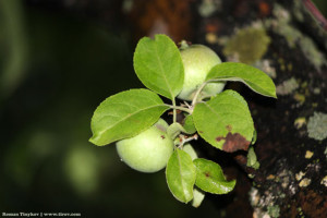 Плоды жизни