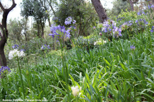 Зелень в парке