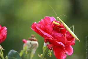 Богомол на розе