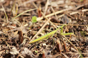 Богомол обыкновенный