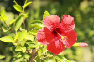 Цветок гибискуса