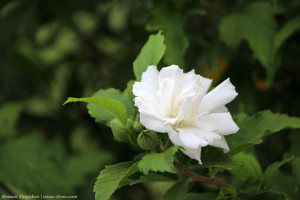 Гибискус белый махровый