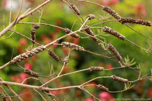 Плоды коробочки красивотычиночника