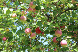 Краснобокие яблоки