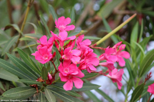 Олеандр обыкновенный