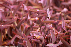 Сеткреазия пурпурная
