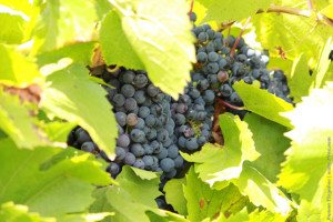 Виноградная гроздь