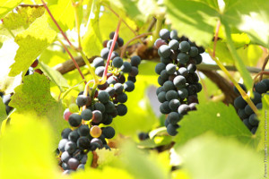 Терпкий виноград