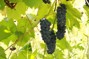 Три виноградных грозди