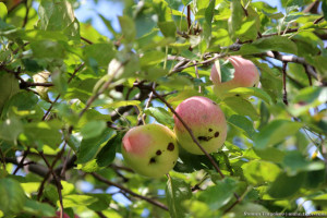 Яблочное трио