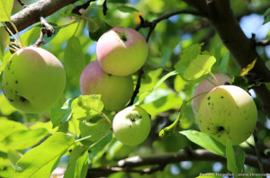 Яблоки в зелени листьев