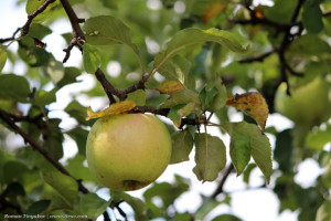 Яблоко на ветке