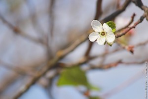 Цветок вишни