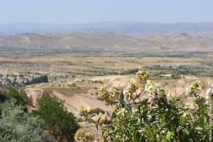 Цветы у крепости Учисар