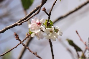 Вишня цветёт в сентябре