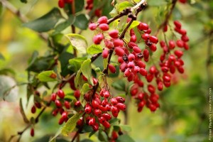 Красные ягоды барбариса после дождя в сентябре