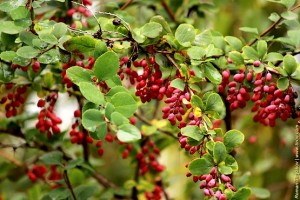 Барбарис обыкновенный в каплях дождя