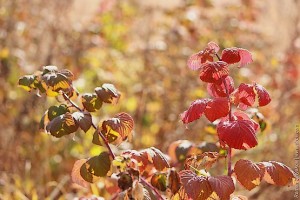 Малина в осенней балке
