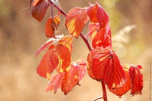 Лошадка в малине