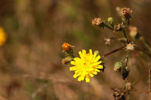 Цветок скерды кровельной