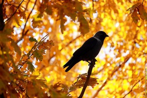 Галка на краю ветки