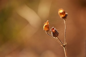 Как ночные фонарики