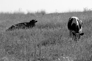 Коровы на лугу в сухой траве
