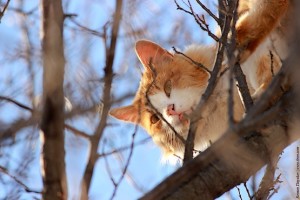 Рыжая кошка на дереве