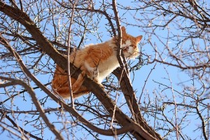 Рыжая кошка сидит высоко на дереве