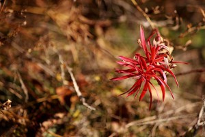 Красные листья травы на фоне сухой травы