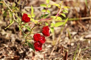 Цветущий кустарник роз