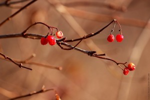 Красные ягоды калины на ветке