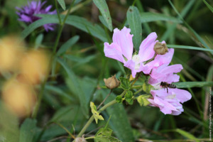 Мальва лесная