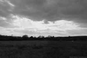 На лугу в Алексеевке