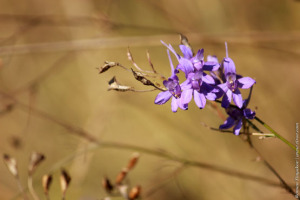 Однолетний дельфиниум