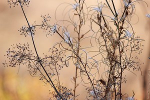 Фотогеничная трава