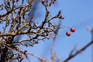 Парочка красных ягод колючего дерева