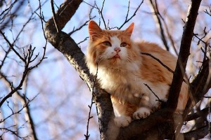 Рыжая кошка сидит на ветке и показывает язык