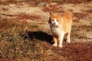 Перед тем как взобраться на дерево