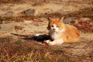 Кошка с сухими листьями